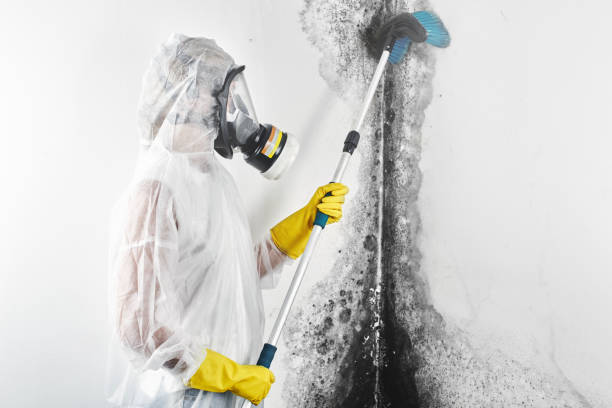 Best Mold Prevention Services  in Cleveland, TN