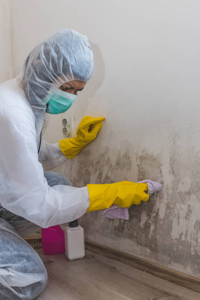 Best Water Damage & Mold Remediation  in Cleveland, TN
