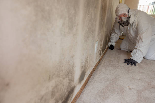 Best Asbestos and Lead Testing During Mold Inspection  in Cleveland, TN